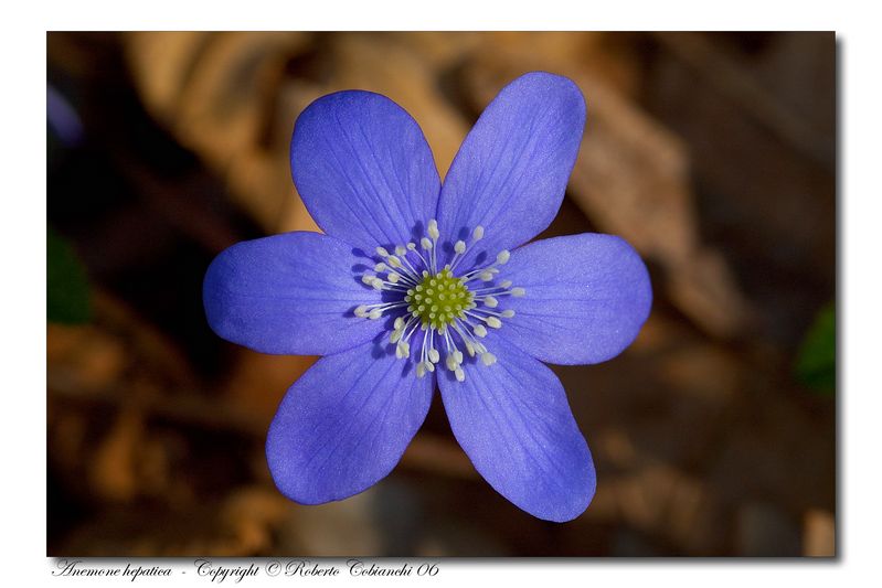 Hepatica nobilis / Erba trinit